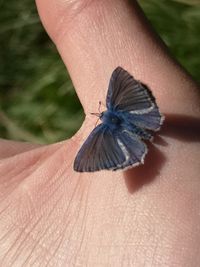 Schmetterling in der Hand